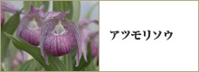 アツモリソウ