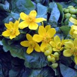 エゾノリュウキンカ