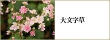 大文字草