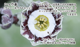 グレー・ホワイトエッジ