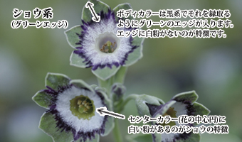 グリーンエッジ