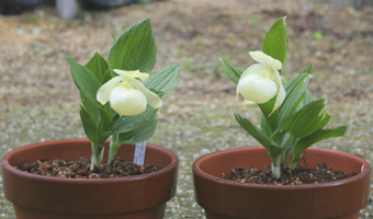 鉢植え栽培を楽しむ