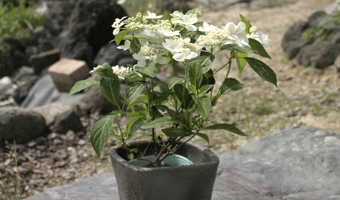 化粧鉢で楽しむ一点飾り