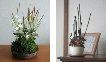 鉢植えで楽しむ寄せ植え