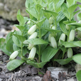 ヒメアマドコロ