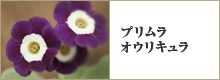 プリムラオリキュラ