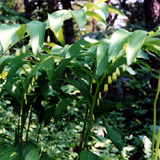 オオアマドコロ