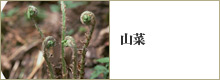 山菜