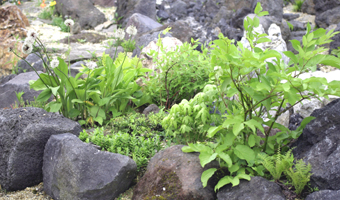 山菜ガーデンの楽しみ方
