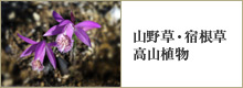 山野草 宿根草 高山植物