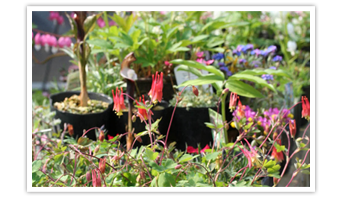 ハウス内売り場について