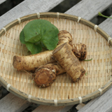 ワサビダイコン